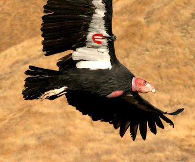 California condor.