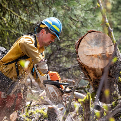 Crews cutting small logs with chainsaws.