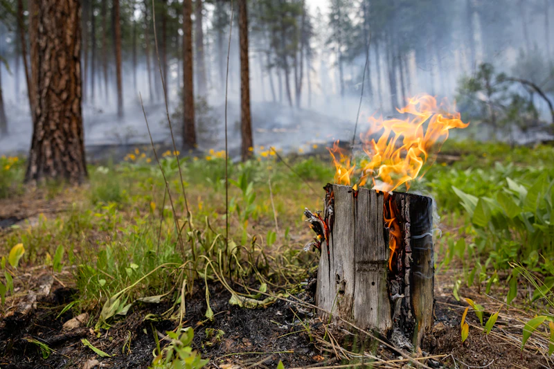 a small stump burning in the forest