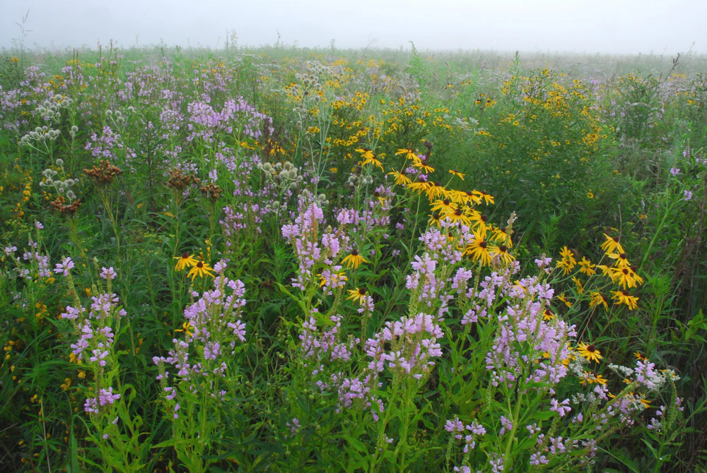 8 Aug South Patrol Road Multiflowers