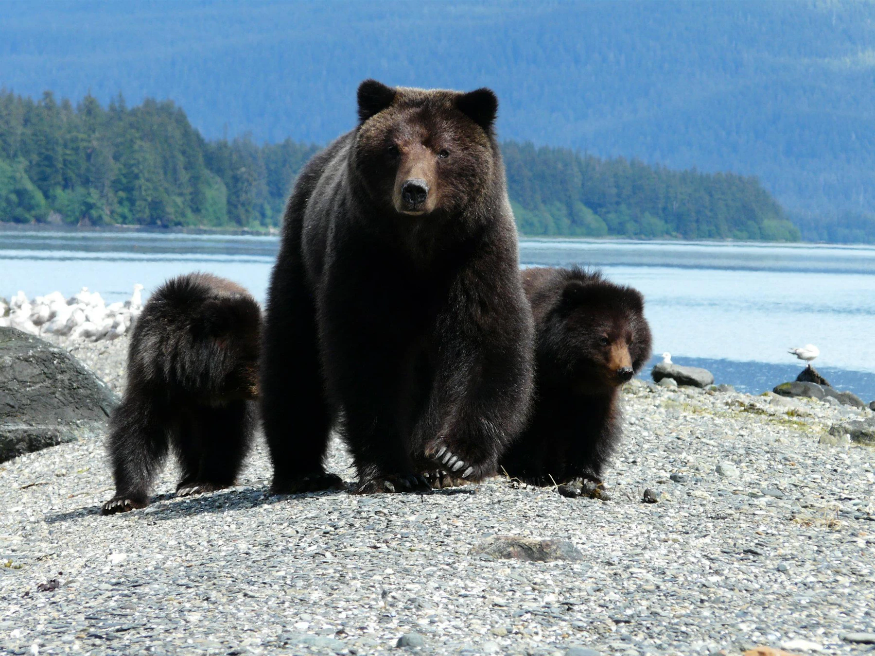 8 Tongass-NF Kootznoowoo-Wilderness Ehren-Epperson