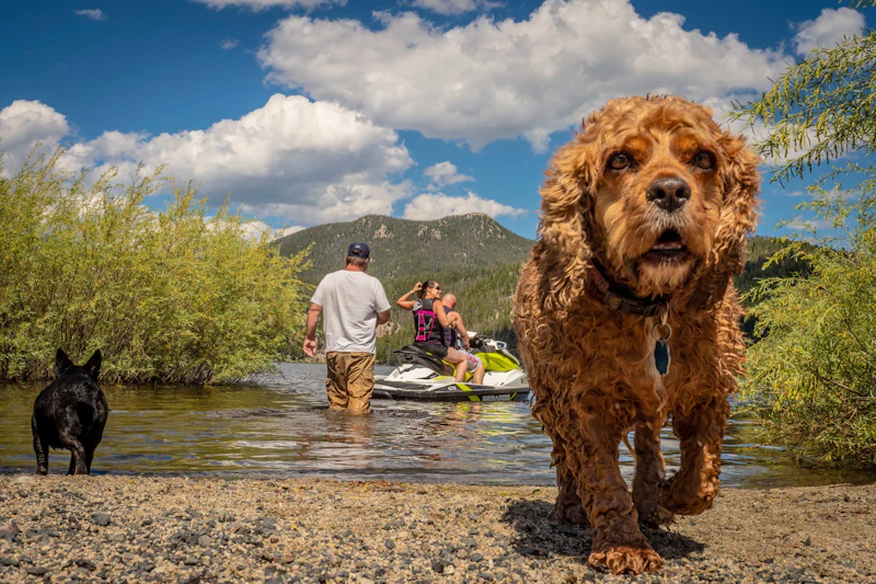 a dog walks away from a lake while people get off a jet ski