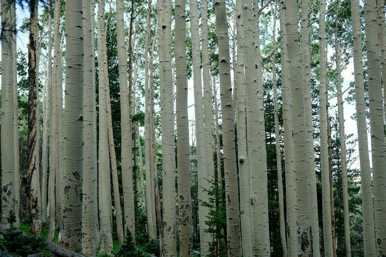 Tree Biolet The Lifecycle of a Tree — National Forest Foundation