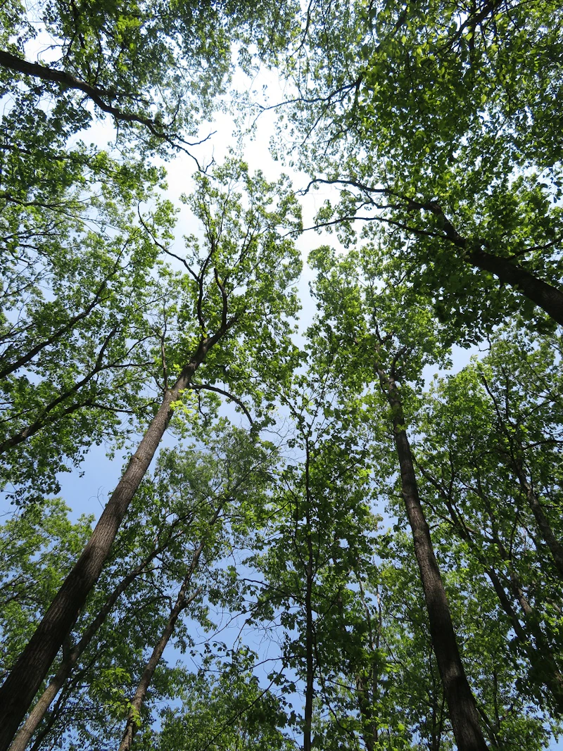 looking up at a tree in a sunny day
