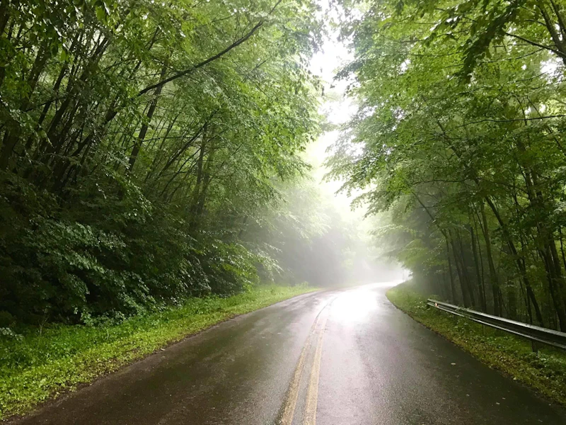 a wet paved road through a green forest