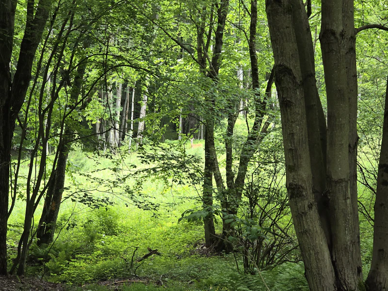 a lush green deciduous forest