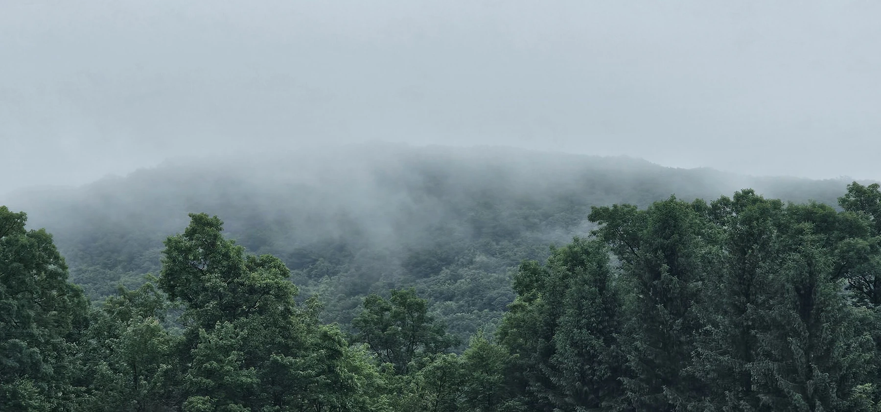 The foggy tree tops of Allegheny National Forest after a long night of rain.