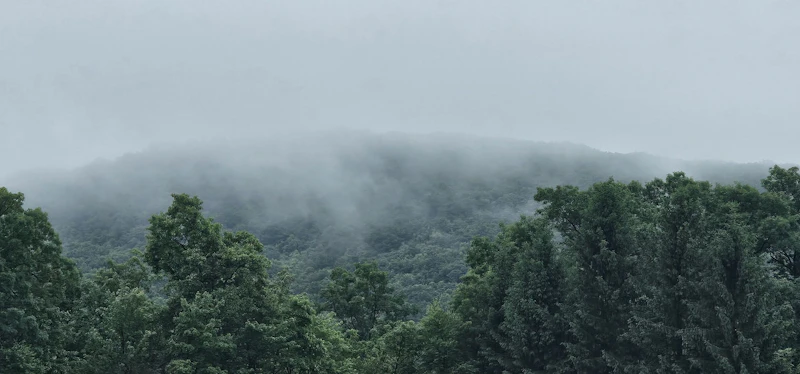 The foggy tree tops of Allegheny National Forest after a long night of rain.