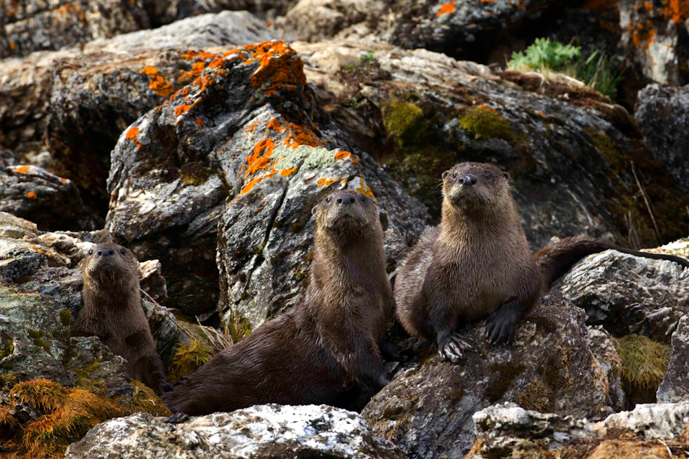 group of otters on rocks