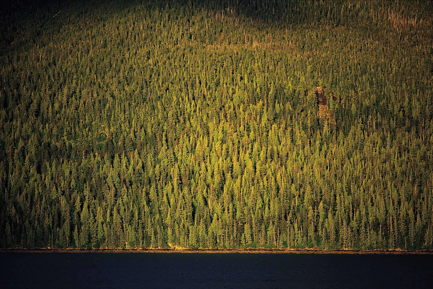 AmericasGreatNatlForests Tim-Palmer