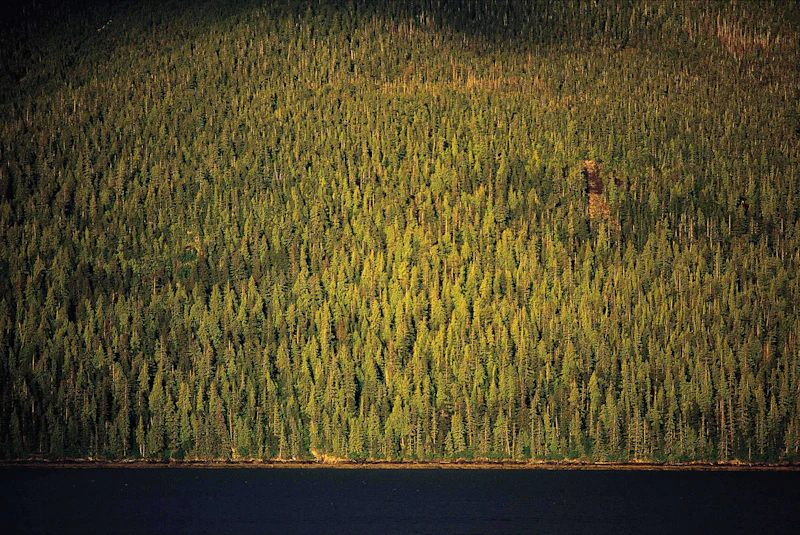 AmericasGreatNatlForests Tim-Palmer