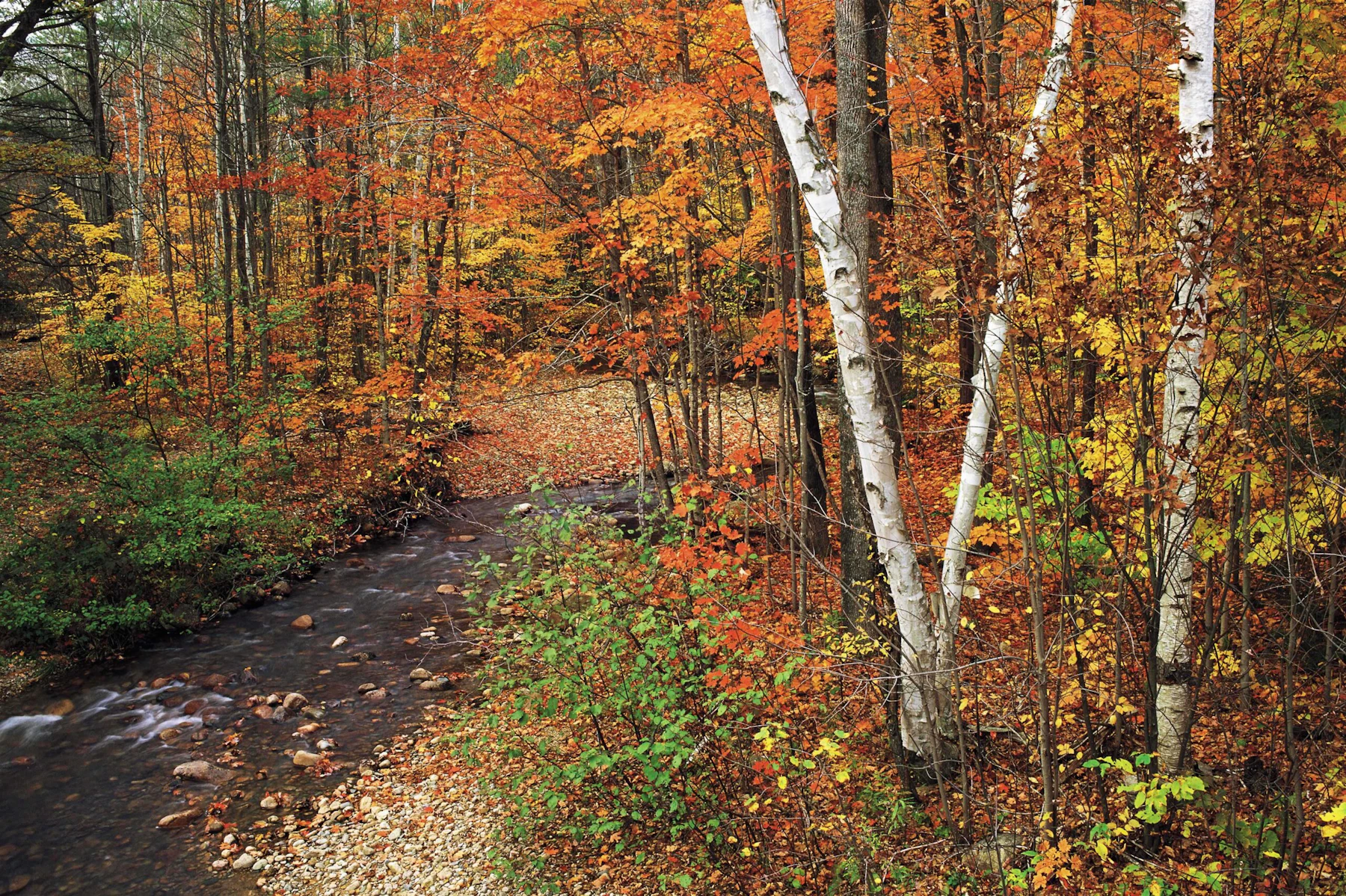 AmericasGreatNatlForests WMNF-1 Tim-Palmer