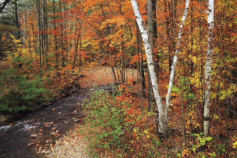 AmericasGreatNatlForests WMNF-1 Tim-Palmer