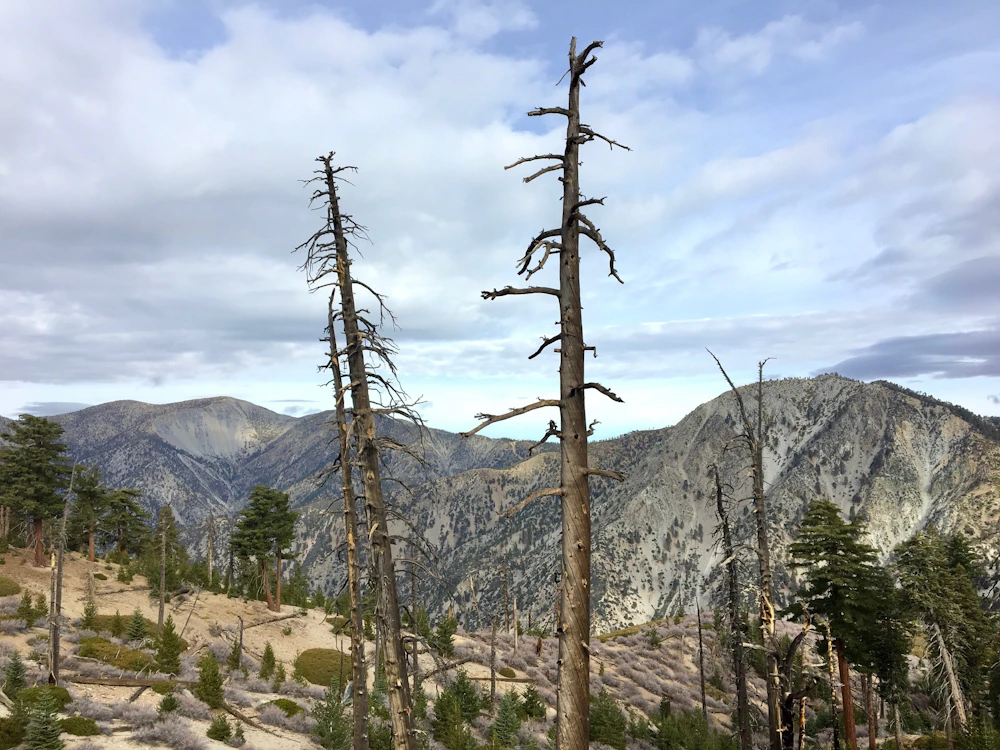 Angeles 5