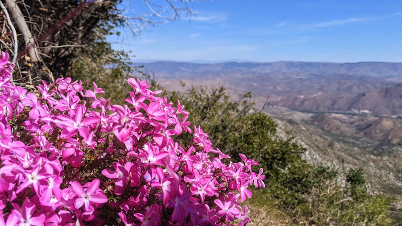 pink flowers in front of a mountain view