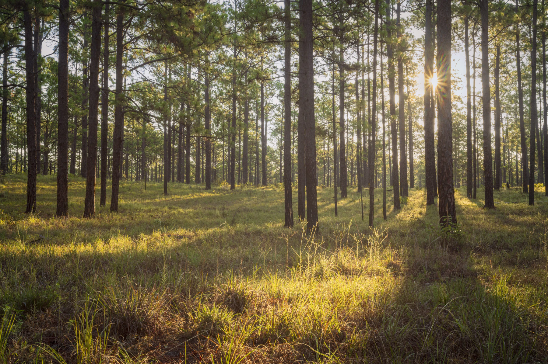 Pine forest.