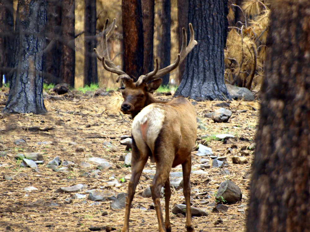 Apache-Sitgreaves-NF Elk USFS