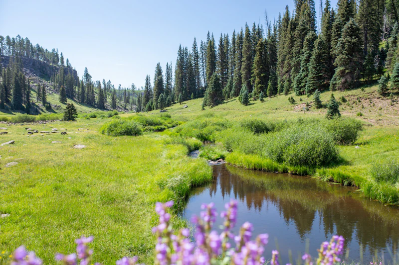 a creek through a meadow and wildflowers