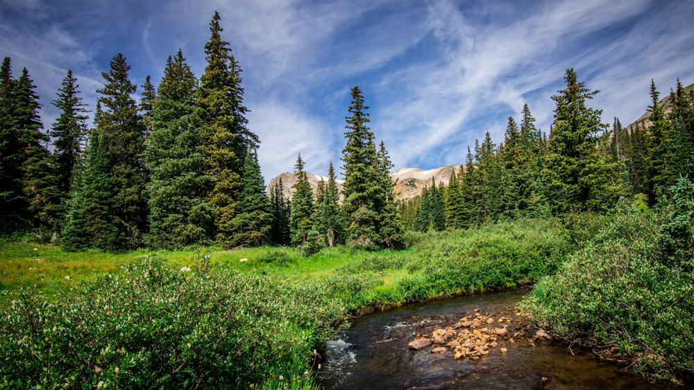 a wide creek in a forest