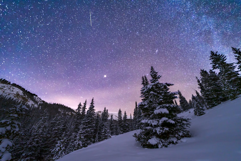 snow in the forest beneath a purple starry night sky