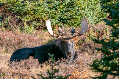 Moose
