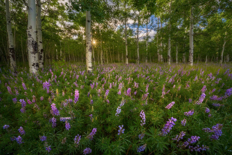 purple cone flowers in a meadow beneath aspen trees