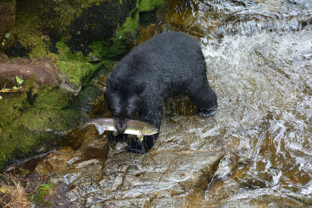 Bear With Salmon