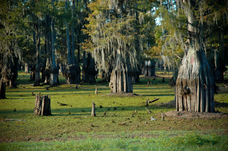 Bald-Cypress_Michael-McCarthy_attribution required