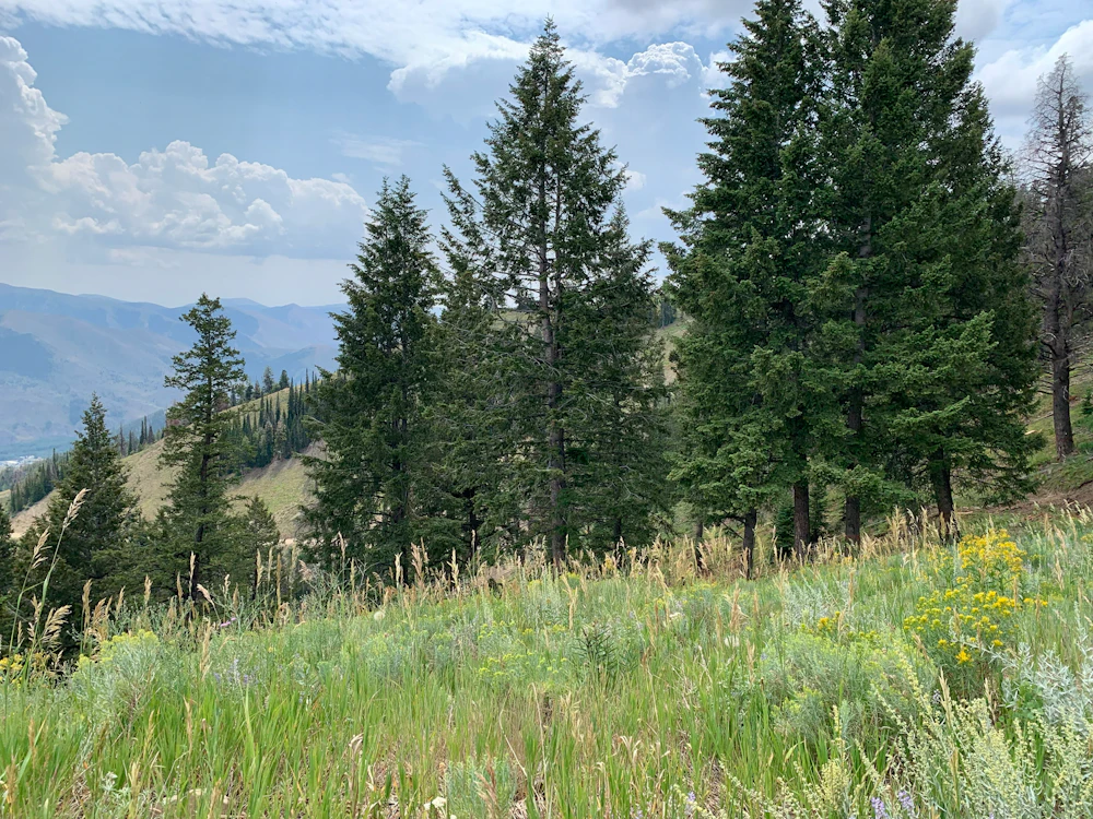 Bald Mountain
