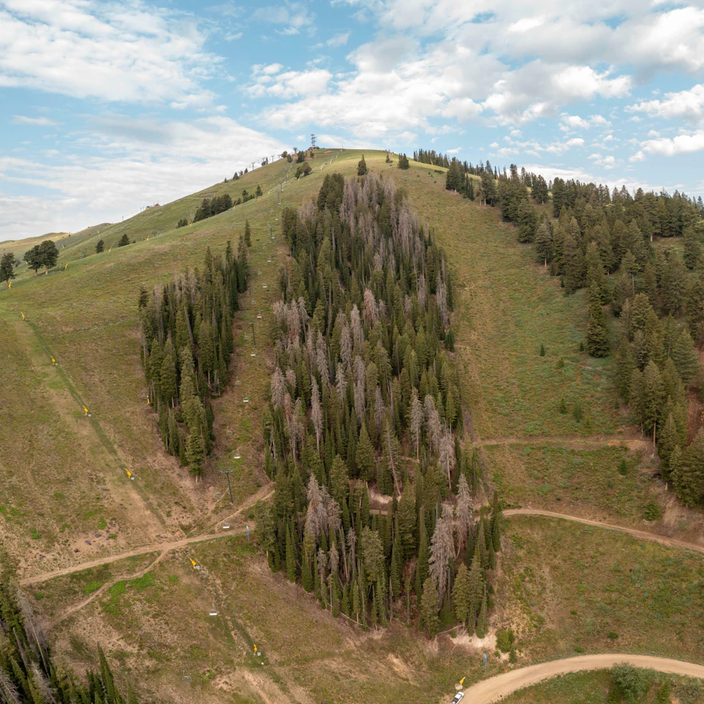 Baldy Thinning Before Photos