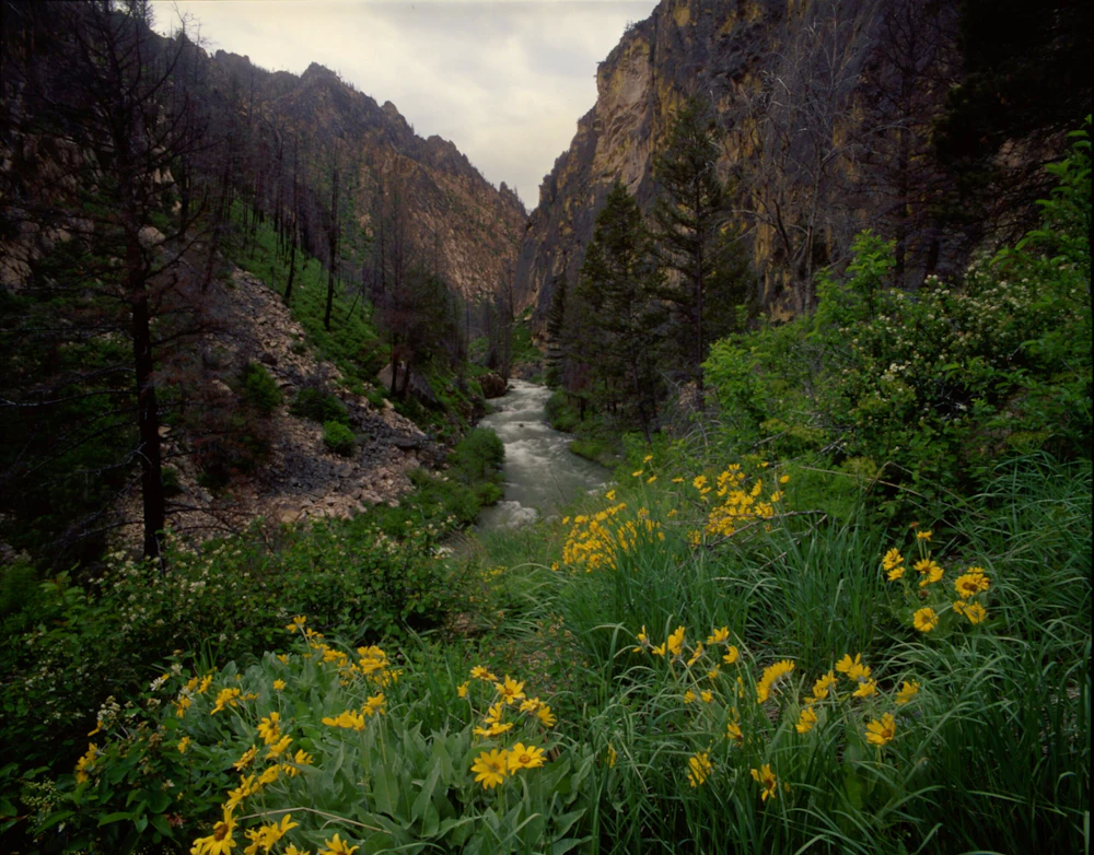 Balsamroot-flowers-bloom-along-Loon-Creek-Canyon-Frank-Church-River-of-No-Return-Wilderness-Salmon-Challis-National-Forest-Idaho-2