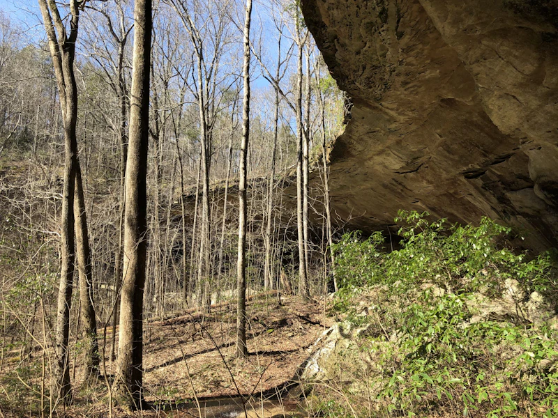 Large rocky cliff extends over the forest.