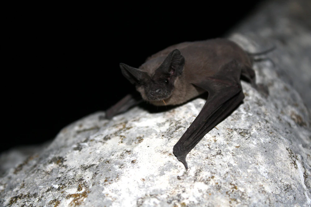 Bat Flickr Attribution Required photo credit USFWS Ann Froschauer