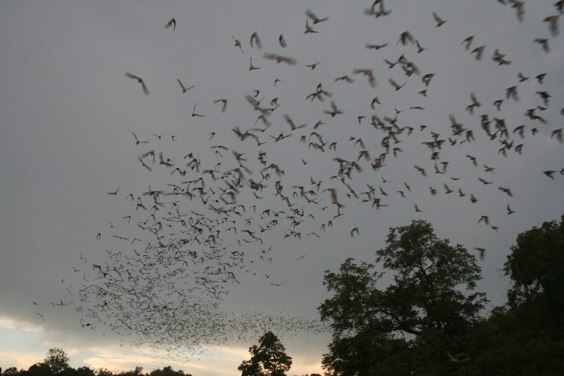 Bats Flickr Attribution Required photo credit USFWS Ann Froschauer