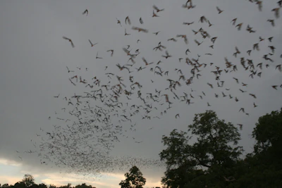 Bats Flickr Attribution Required photo credit USFWS Ann Froschauer