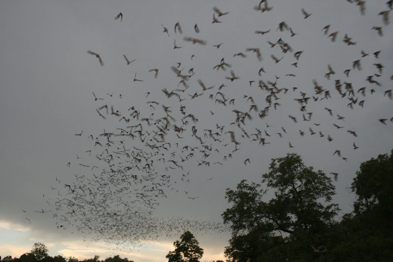 Bats Flickr Attribution Required photo credit USFWS Ann Froschauer