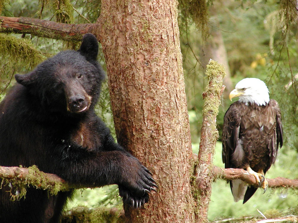 Bear And Eagle