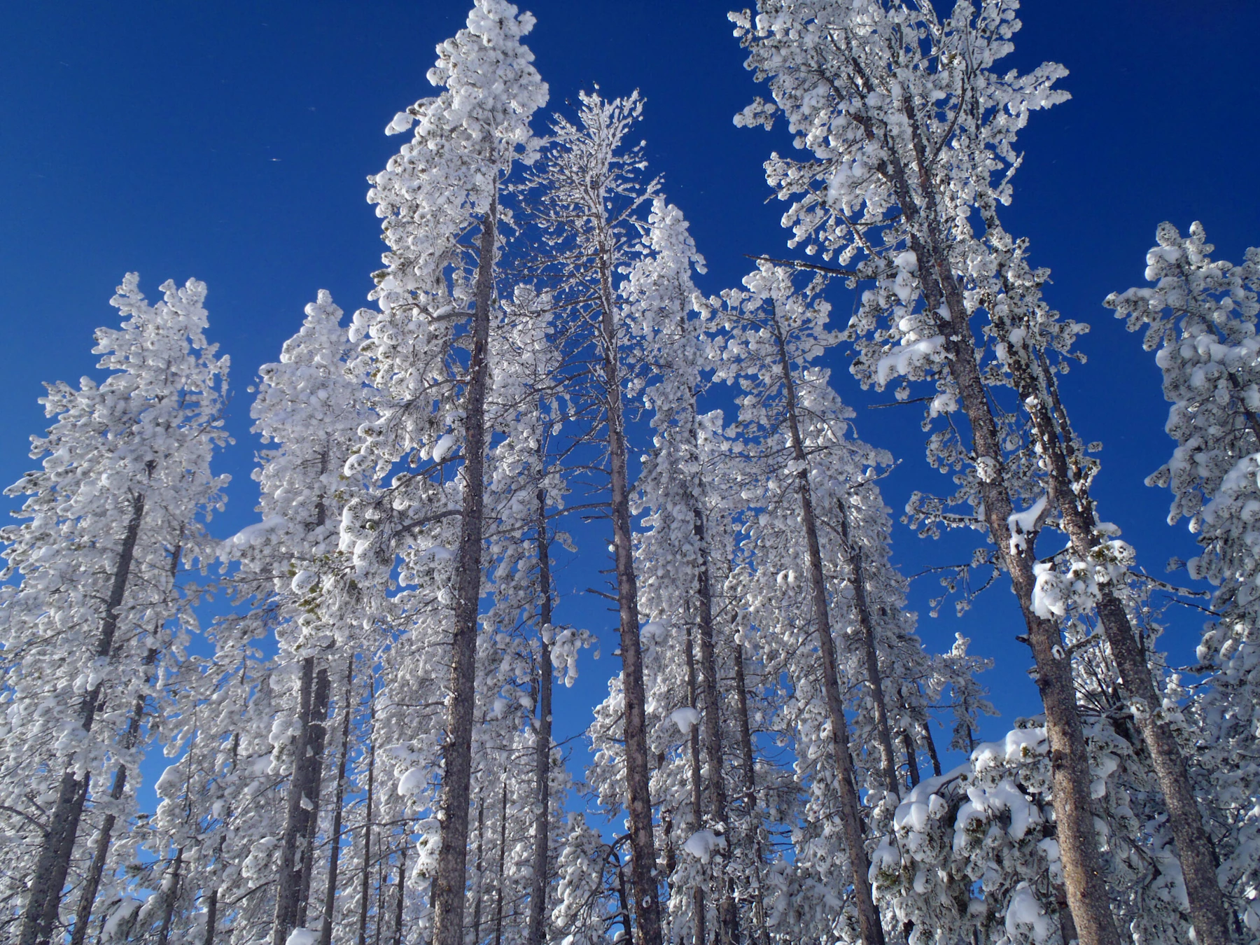 snow covered trees
