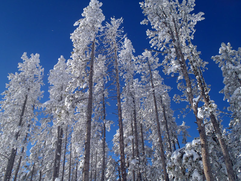snow covered trees