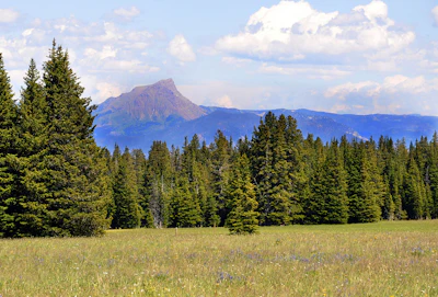 View of Pyramid Point Mountain through the forest on the Beaverhead-Deerlodge National Forest.