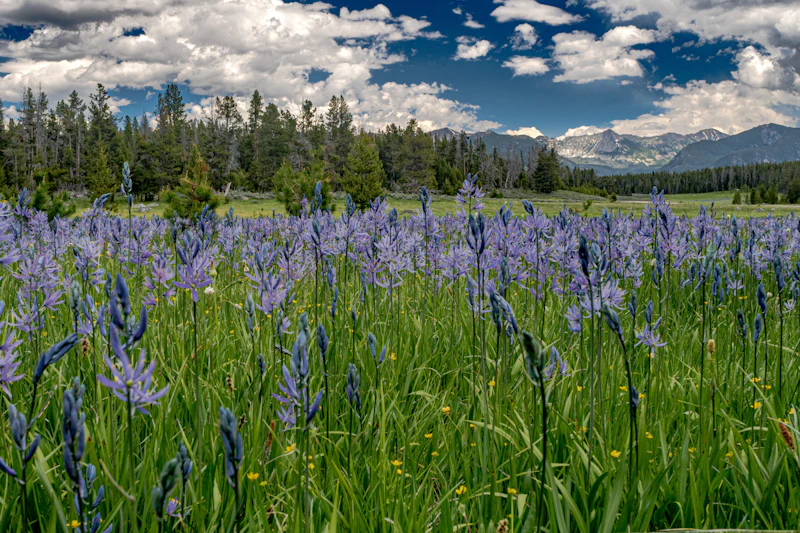 a meadow of purple wildflowers