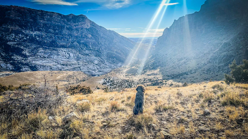 a dog takes in a mountain view