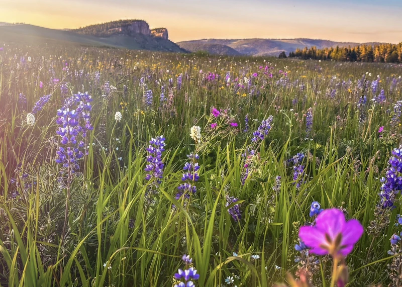 wildflowers in a meadow at sunset beneath mountains