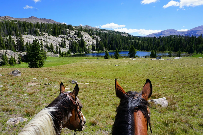 view atop two horses above a alpine meadow