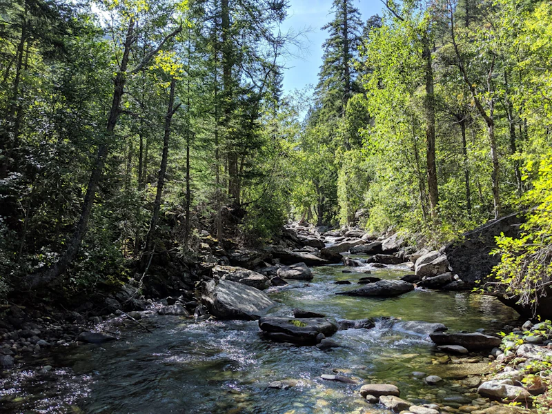 a wide creek in a forest