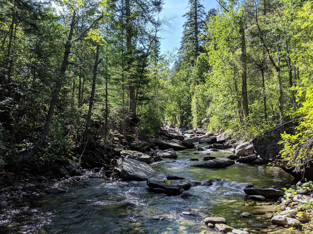 Bitterroot Nf Kootenai E Shearer