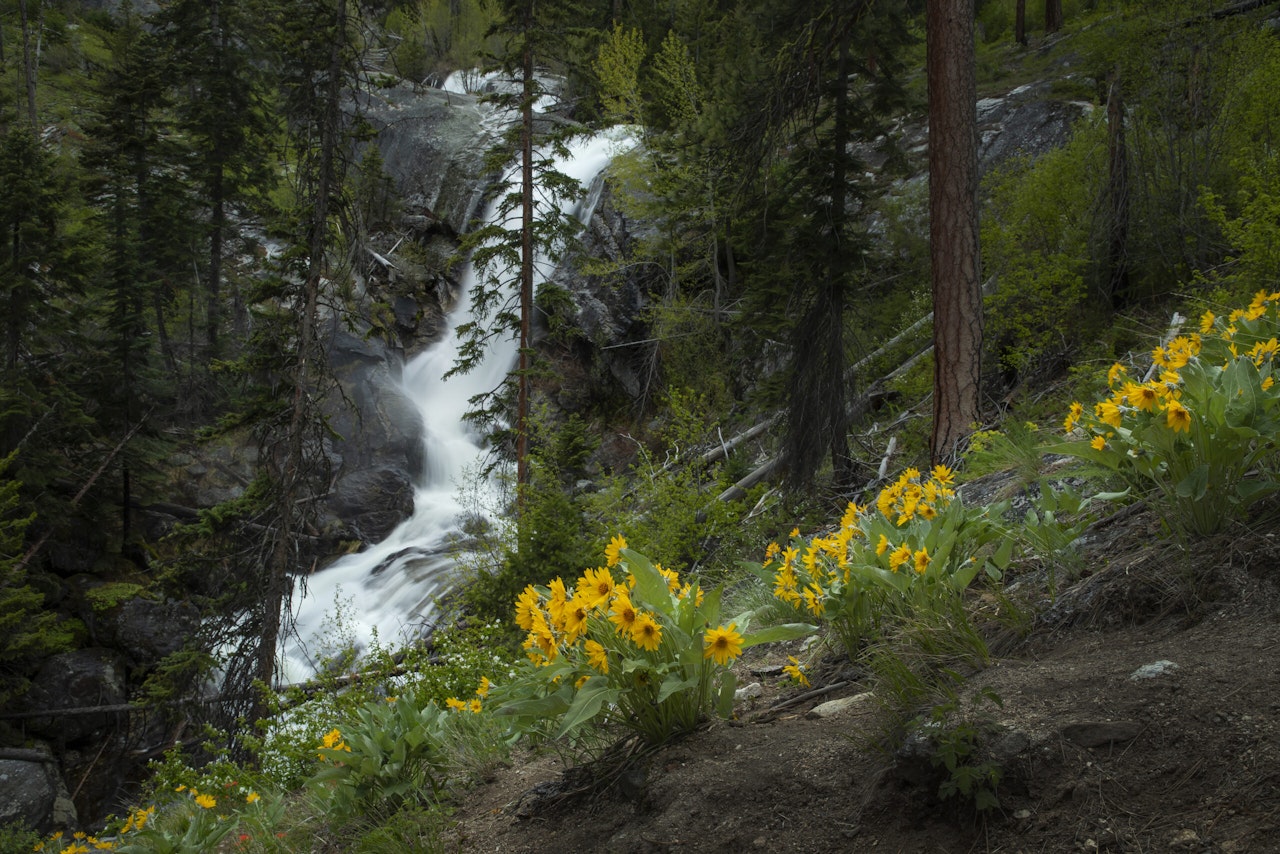 National Forest Foundation