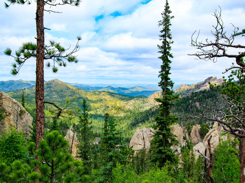 vast view of a forest and rocky spires