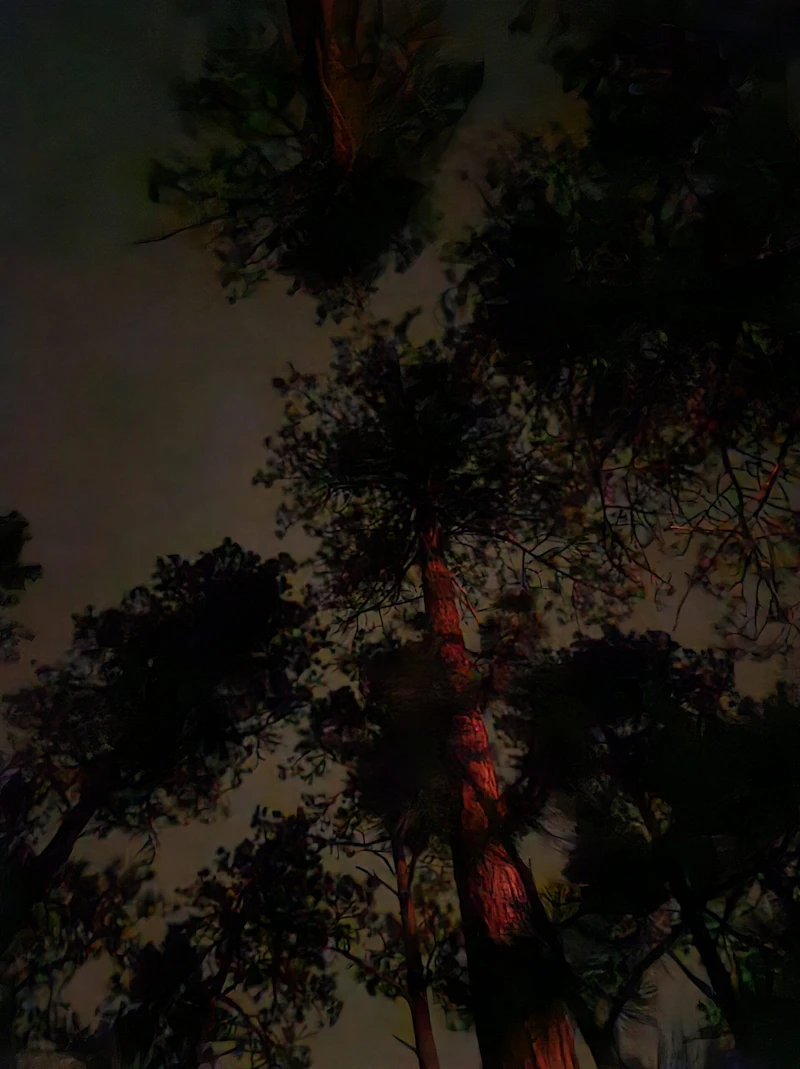 looking up through trees at the night sky