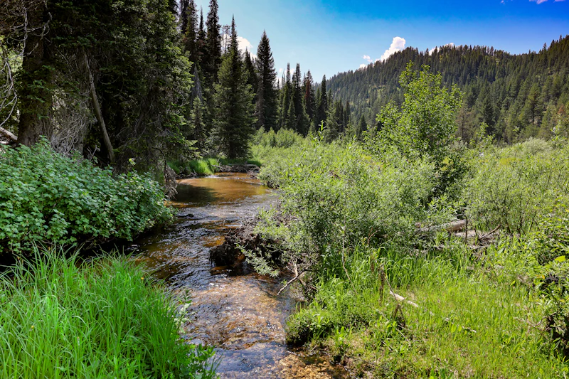 Clear Creek, Lost Horse, flowers, scenics Scenic wildflowers, waterways and grasses bring life to a small meadow adjacent to Clear Creek on FS409